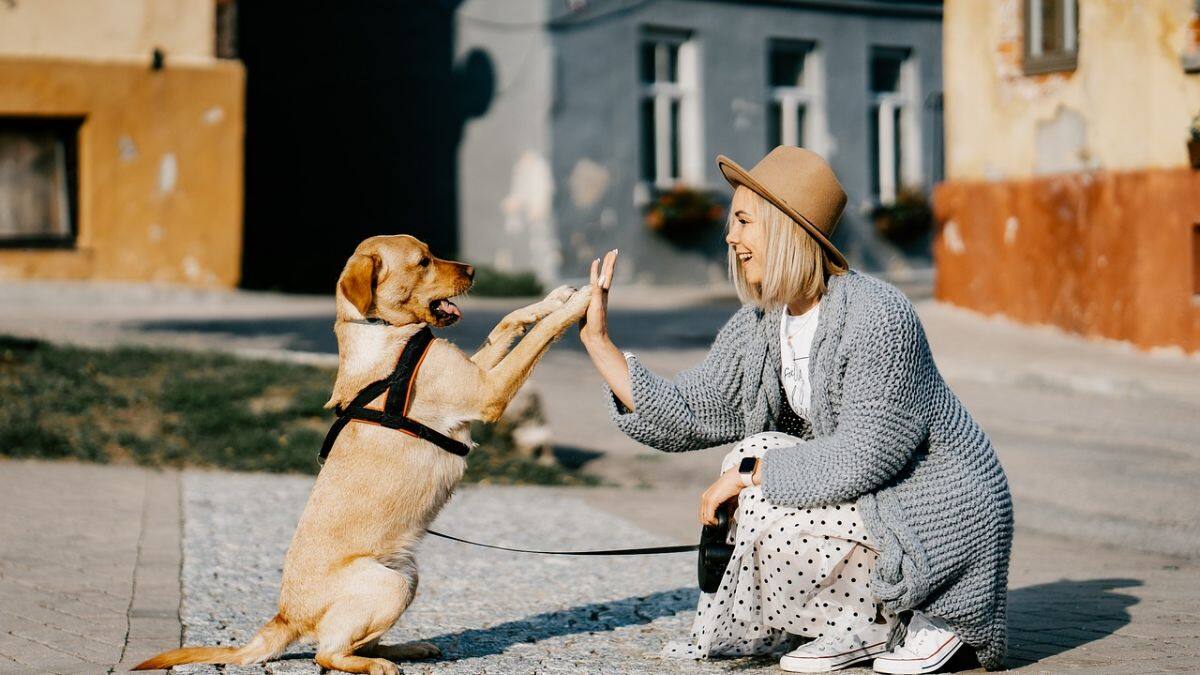 US Shelters Overwhelmed by Pet Surrenders Due to Financial Strain