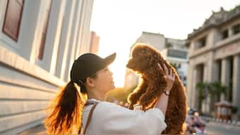 Studies say people pick dogs who look like them. Representational Image/Pixabay