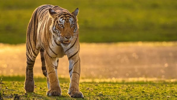Ranthambore’s fierce queen dies: The legacy of Arrowhead, the tigress who took on a crocodile in her final days