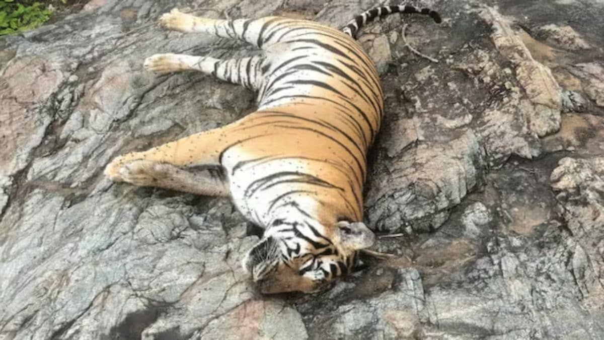 5 tigers killed in Karnataka in a single day, officials suspect poisoning