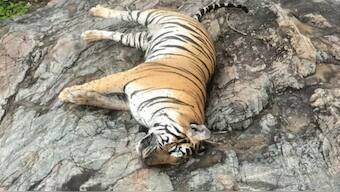 The tigers are believed to have been killed on Wednesday (June 25), and their deaths came to light yesterday. News18