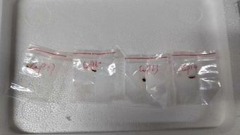 The toxic plant pathogens that a Chinese scientist allegedly tried to smuggle into the US last year. AP