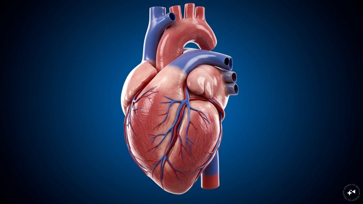 A pig with a ‘human’ heart: A medical milestone in China could trigger bigger ethical debate