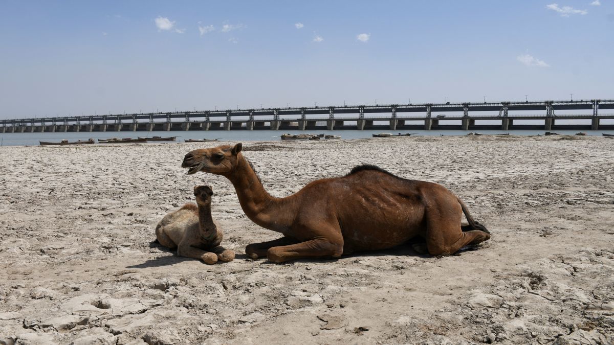 Camels sit on the dry riverbed of the Indus River, with the Kotri Barrage in the background, in Jamshoro, Pakistan. File image/Reuters Camels sit on the dry riverbed of the Indus River, with the Kotri Barrage in the background, in Jamshoro, Pakistan. File image/Reuters