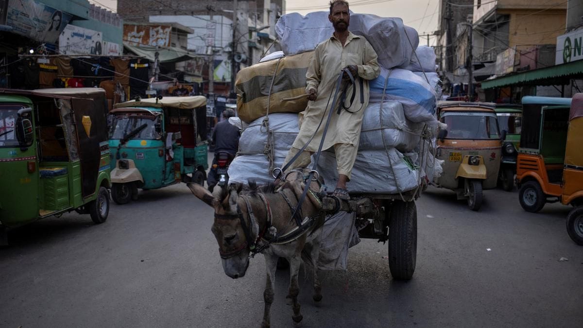 China is obessesing over Pakistan’s donkeys. Here’s how it is hurting the poor