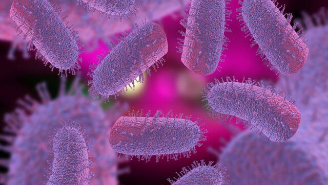 British tourist dies after being 'scratched' by a pup in Morocco: How ...