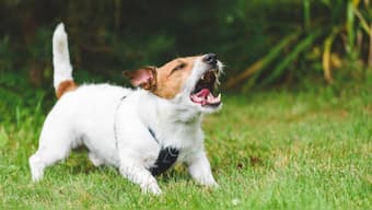 Yvonne Ford began feeling unwell after she was scratched by a pup during her trip to Morocco. Her family said she had developed a headache, but her condition quickly worsened and she lost her ability to 'walk, talk, sleep, swallow'. Image for Representation. Pixabay