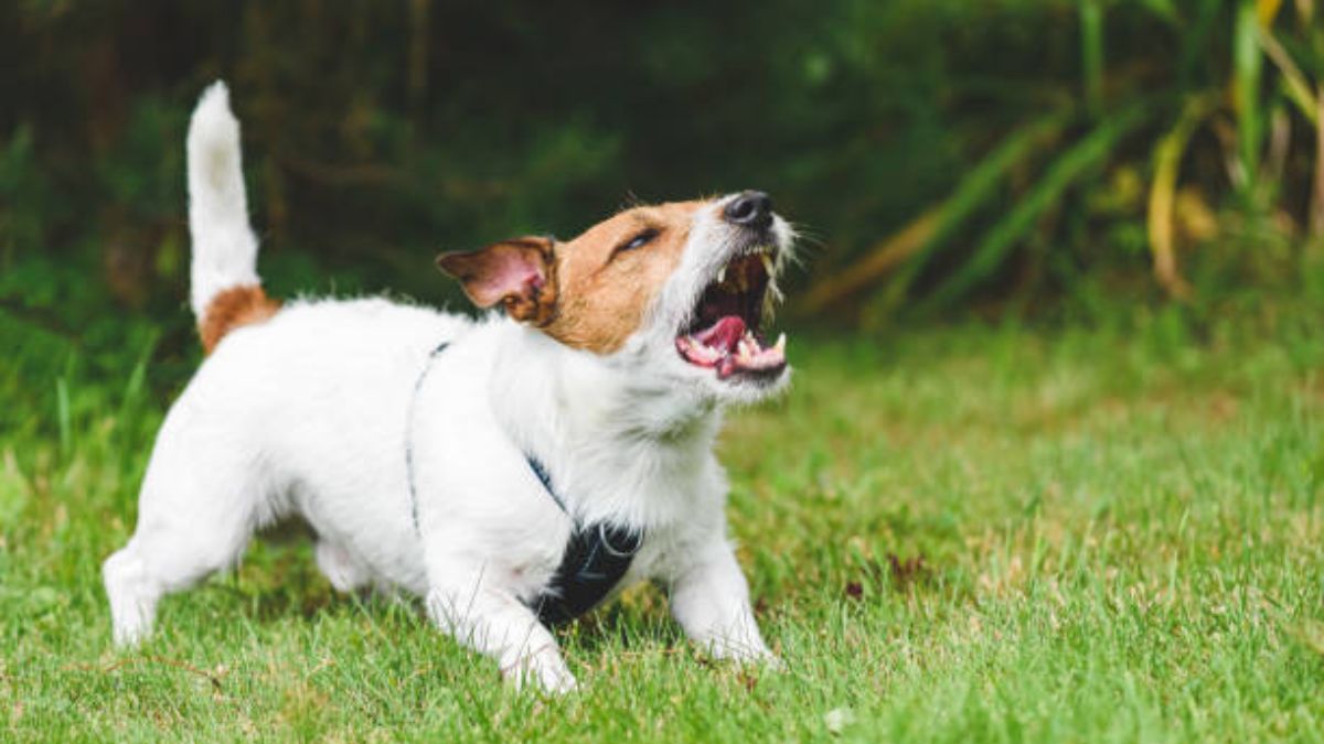 Yvonne Ford began feeling unwell after she was scratched by a pup during her trip to Morocco. Her family said she had developed a headache, but her condition quickly worsened and she lost her ability to 'walk, talk, sleep, swallow'. Image for Representation. Pixabay Yvonne Ford began feeling unwell after she was scratched by a pup during her trip to Morocco. Her family said she had developed a headache, but her condition quickly worsened and she lost her ability to 'walk, talk, sleep, swallow'. Image for Representation. Pixabay