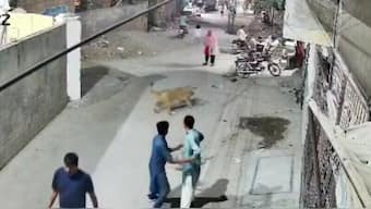 Watch | Lion kept as pet attacks woman, her kids in Pakistan’s Lahore; owner arrested. Image: Screengrab 