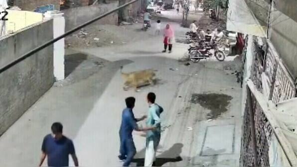 Watch | Lion kept as pet attacks woman, her kids in Pakistan’s Lahore; owner arrested