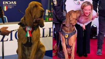 The popular Italian sniffer dog was killed in a cruel attack after eating sausages filled with nails. Image: Arcangelo Caressa/Facebook
