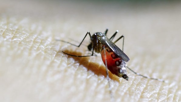 WHO warns of global chikungunya comeback amid surging 2025 outbreaks