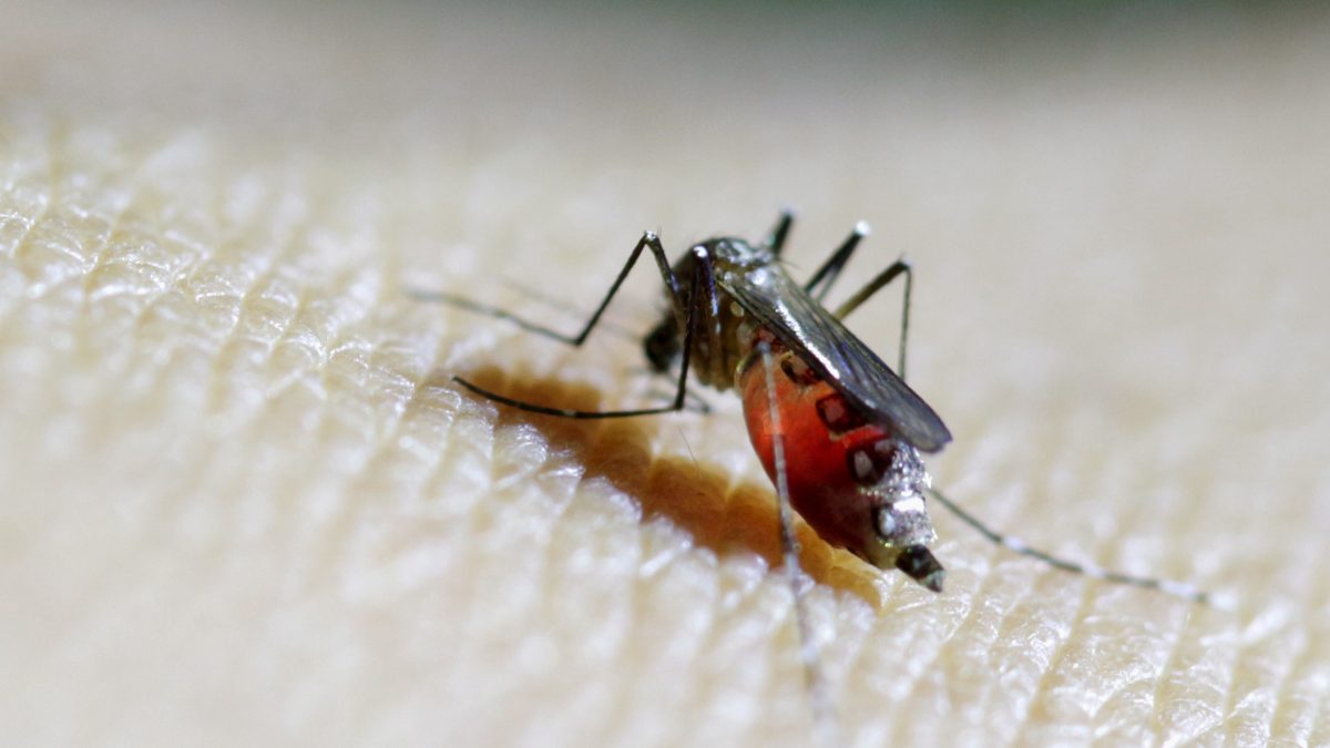 A female mosquito is seen on the forearm of a health technician in a laboratory at the entomology department of the Ministry of Public Health in Guatemala City. File image/ Reuters A female mosquito is seen on the forearm of a health technician in a laboratory at the entomology department of the Ministry of Public Health in Guatemala City. File image/ Reuters