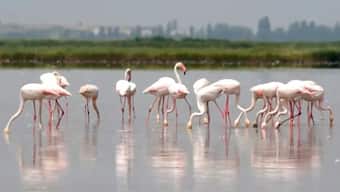 A flock of Flamingos is seen in a flooded field that produce rice for risotto, in Jolanda Di Savoia, Italy, June 11, 2025. File Image/AP