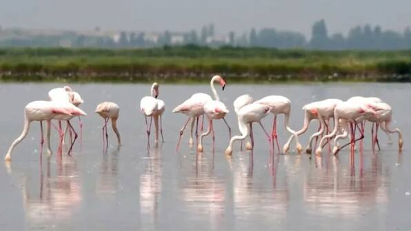How are flamingos threatening Italy’s iconic risotto dish?