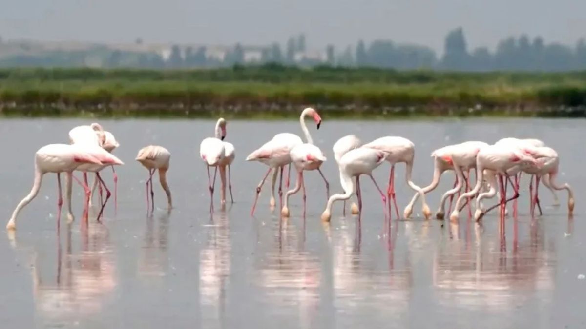How are flamingos threatening Italy’s iconic risotto dish? How are flamingos threatening Italy’s iconic risotto dish?