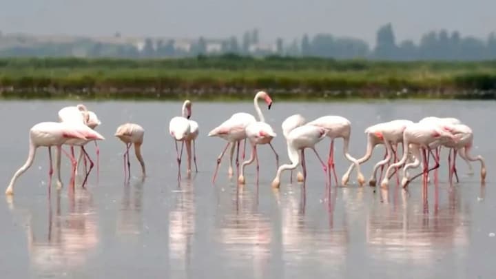 How are flamingos threatening Italy’s iconic risotto dish?