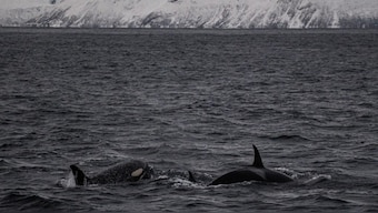 Orcas come up for air in the Norwegian Sea, Norway, January 3, 2024. File Image/Reuters