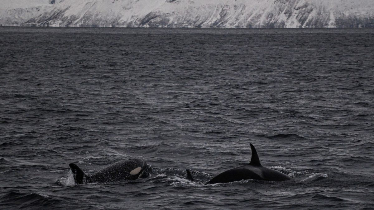 Orcas come up for air in the Norwegian Sea, Norway, January 3, 2024. File Image/Reuters Orcas come up for air in the Norwegian Sea, Norway, January 3, 2024. File Image/Reuters