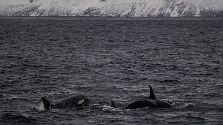 Why are orcas gifting food to humans across the oceans?