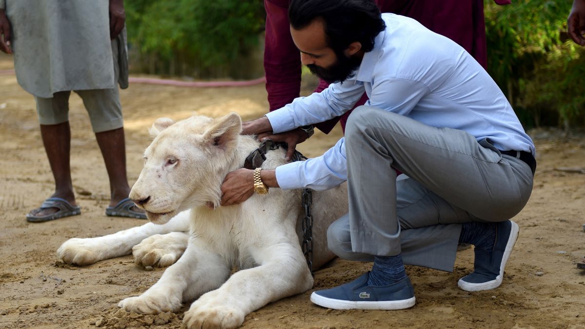 In this picture taken on May 20, 2019, Bilal Mansoor Khawaja, a private zoo owner, sits with his white lion in Karachi. File Photo/AFP In this picture taken on May 20, 2019, Bilal Mansoor Khawaja, a private zoo owner, sits with his white lion in Karachi. File Photo/AFP
