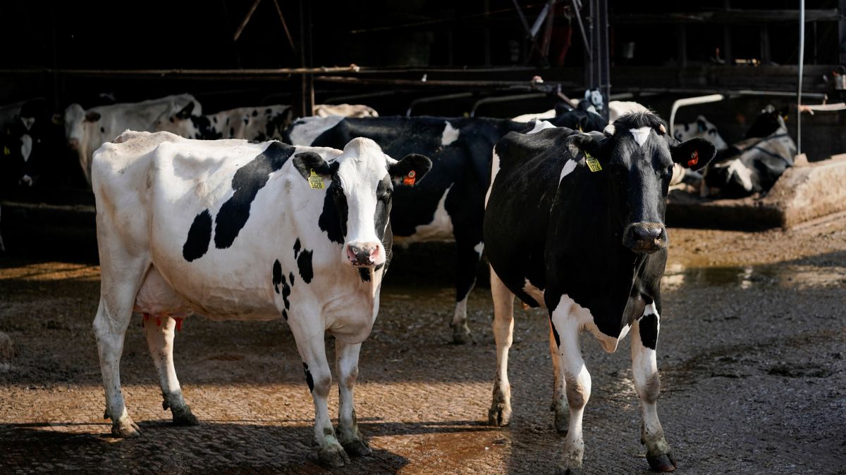 8 things about India’s first-ever SOPs for blood banks, transfusion for animals 8 things about India’s first-ever SOPs for blood banks, transfusion for animals