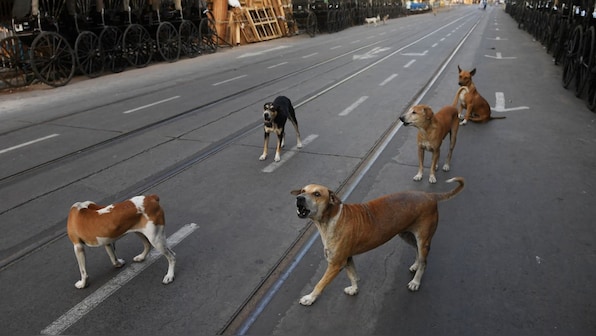 Kerala wants to ‘euthanise’ sick stray dogs. How grave is India’s canine problem?