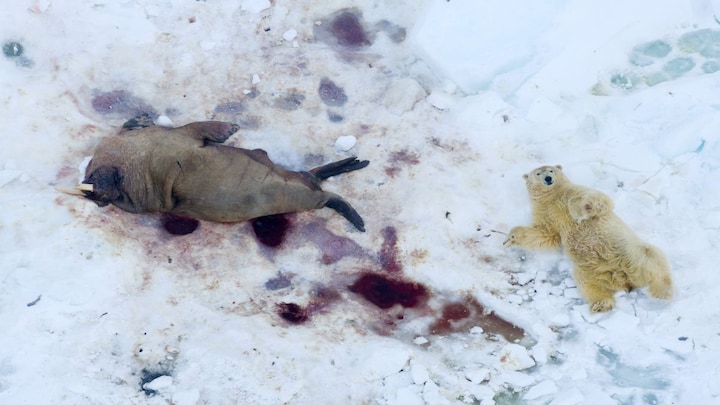 Sleeping bears and diving whales: The world looks beautiful from the top
