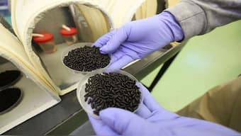 A worker holds two small containers of New World Screwworm fly pupae at a facility that breeds sterile flies in Pacora, Panama. The US plans to build another facility near the Mexico border too.  COPEG/AP