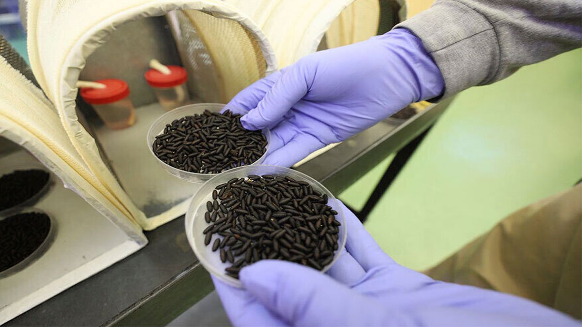 Flesh-eating pests are coming. US plans to counter them by releasing millions of flies from planes Flesh-eating pests are coming. US plans to counter them by releasing millions of flies from planes