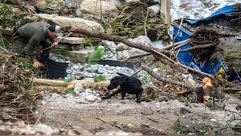 A search dog operates at Camp Mystic after deadly flooding in Kerr County, Texas. Reuters