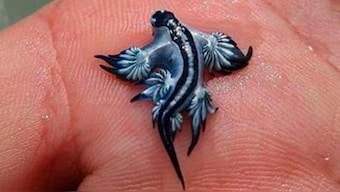Glaucus atlanticus, better known as the Blue Dragon, is a foraging predator with tentacles that contain strong stinging cells. Image: Facebook/Policía Local Guardamar
