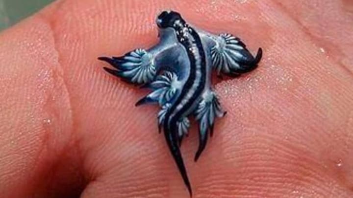What are the dangerous Blue Dragon creatures that led to the closure of Spain’s beaches?