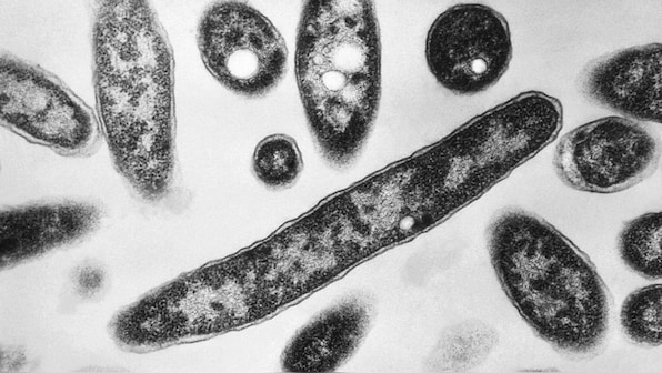 In a first, scientists create AI virus to hunt down harmful bacteria