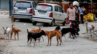 The top court earlier instructed officials to ensure that all dogs are taken off the streets “at the earliest”. PTI/File Photo
