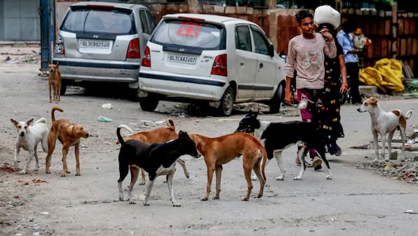 FirstUp: Supreme Court to give verdict on stray dogs and other top news today