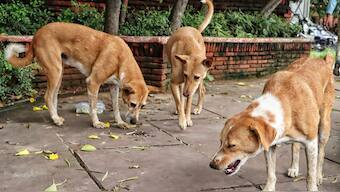Bhojegowda's remarks come days after the Supreme Court ordered the removal of all stray dogs from neighbourhoods in Delhi-NCR. PTI/File Photo
