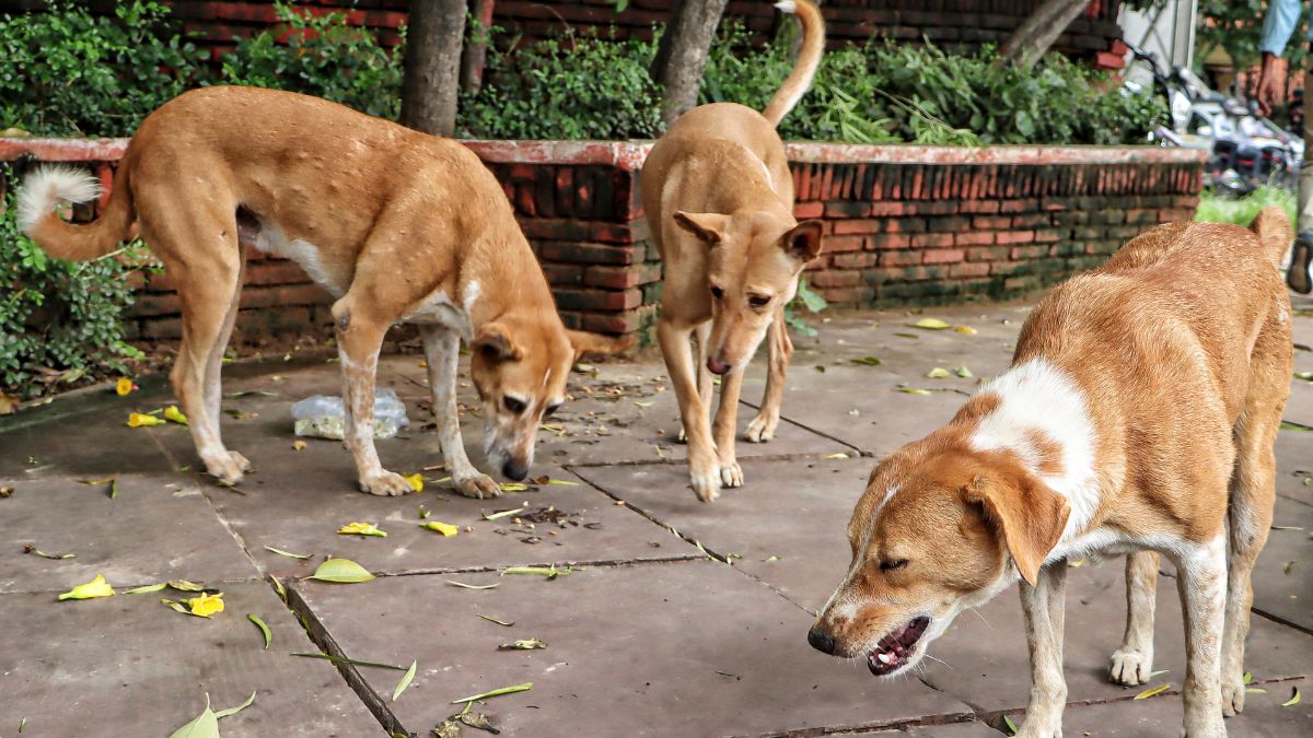 Bhojegowda's remarks come days after the Supreme Court ordered the removal of all stray dogs from neighbourhoods in Delhi-NCR. PTI/File Photo
Bhojegowda's remarks come days after the Supreme Court ordered the removal of all stray dogs from neighbourhoods in Delhi-NCR. PTI/File Photo