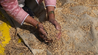 A farmer collects rice crop after winnowing it in a field in Srinagar. Reuters