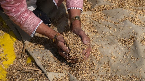 India eyes biggest rice market Philippines as new export destination, delegation to visit next month