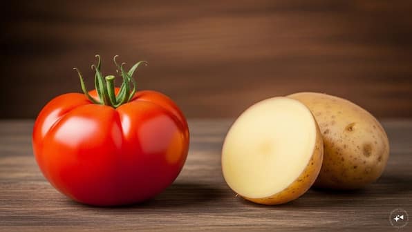 Is tomato the ‘mother’ of potato? What a new study reveals
