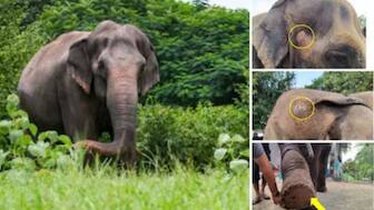 Elephant Madhuri's relocation has stirred up emotions. Image courtesy: News18 