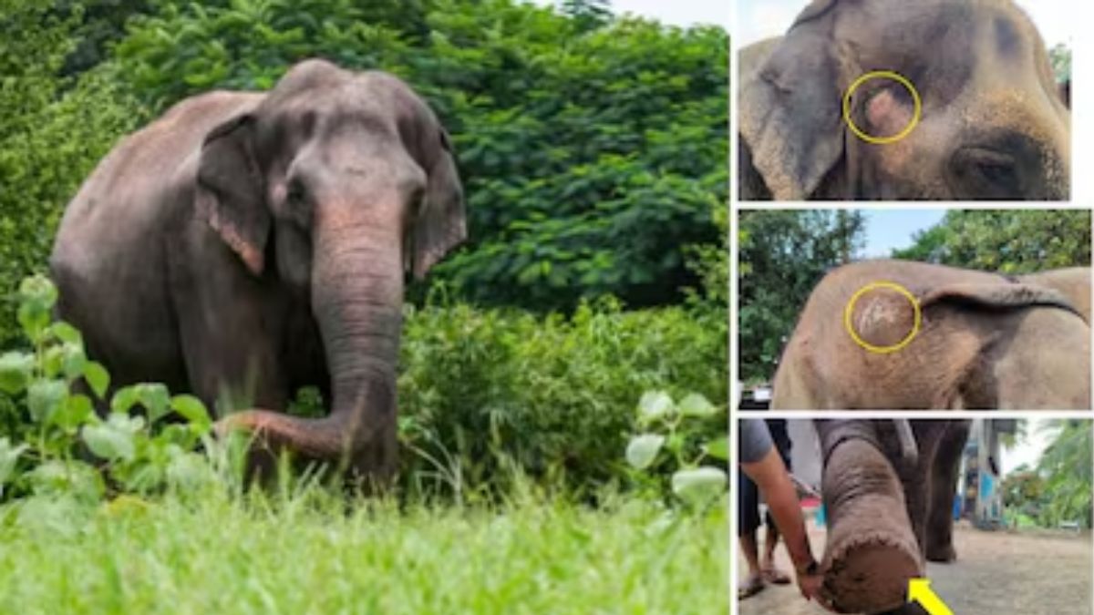 Vantara offers special rehab centre for elephant Madhuri in Kolhapur, Fadnavis hails move Vantara offers special rehab centre for elephant Madhuri in Kolhapur, Fadnavis hails move