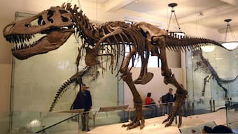 Tyrannosaurus rex holotype specimen at the Carnegie Museum of Natural History, Pittsburgh. Wikimedia Commons