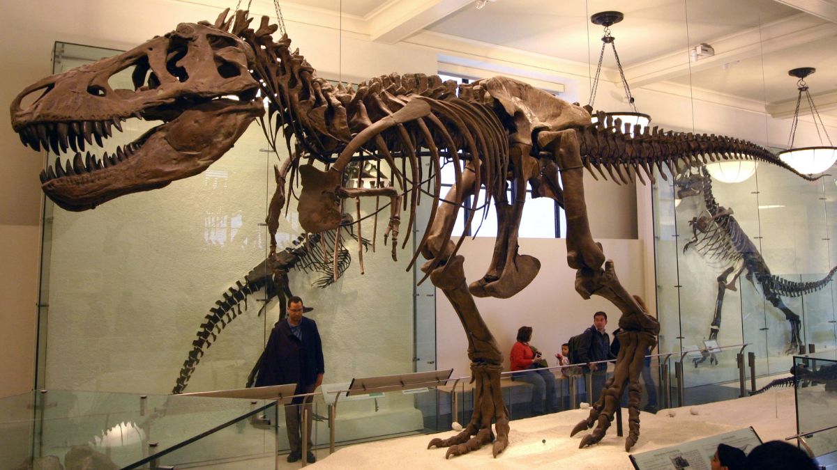 Tyrannosaurus rex holotype specimen at the Carnegie Museum of Natural History, Pittsburgh. Wikimedia Commons Tyrannosaurus rex holotype specimen at the Carnegie Museum of Natural History, Pittsburgh. Wikimedia Commons