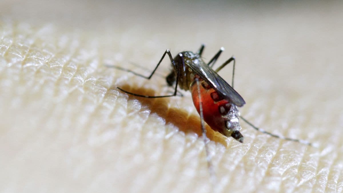 Covid-style measures, drones and more... Inside China's efforts to battle Chikungunya outbreak