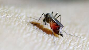 A female mosquito is seen on the forearm of a health technician in a laboratory at the entomology department of the Ministry of Public Health in Guatemala City, February 4, 2016. Representational Image/Reuters