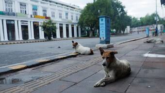 Stray dogs sit on a deserted street, on the day of the G20 summit in New Delhi, India, September 9, 2023. File Photo/Reuters