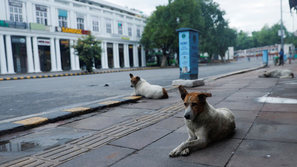 Why Supreme Court wants stray dogs in Delhi-NCR to be rounded up and moved to shelters Why Supreme Court wants stray dogs in Delhi-NCR to be rounded up and moved to shelters
