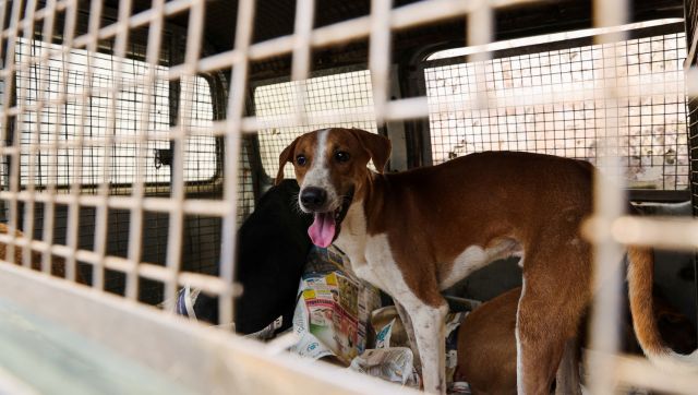 delhi stray dogs